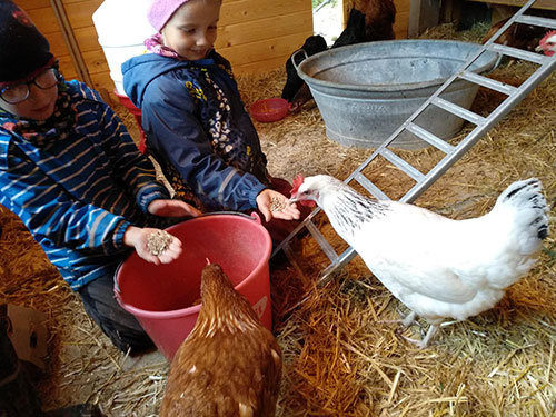 gruppe bauernhof - Tal - kinder im Stall beim Hühnerfüttern