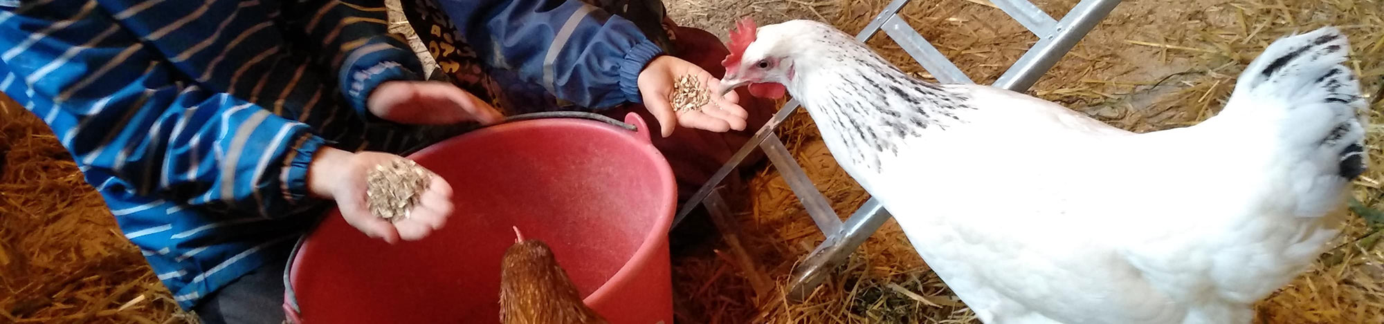 Kinder die mit offener Hand Hühner füttern