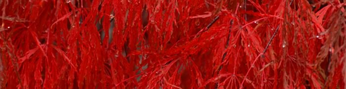 Kinder die mit offener Hand Hühner füttern